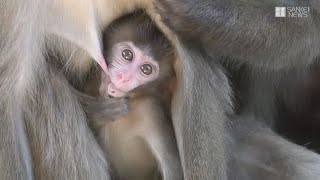 淡路島モンキーセンターの子ザルたち