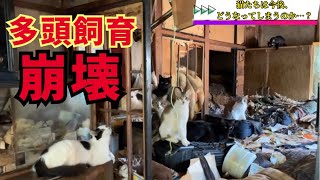 【保護猫】多頭飼育崩壊〜ゴミ屋敷に猫頭〜