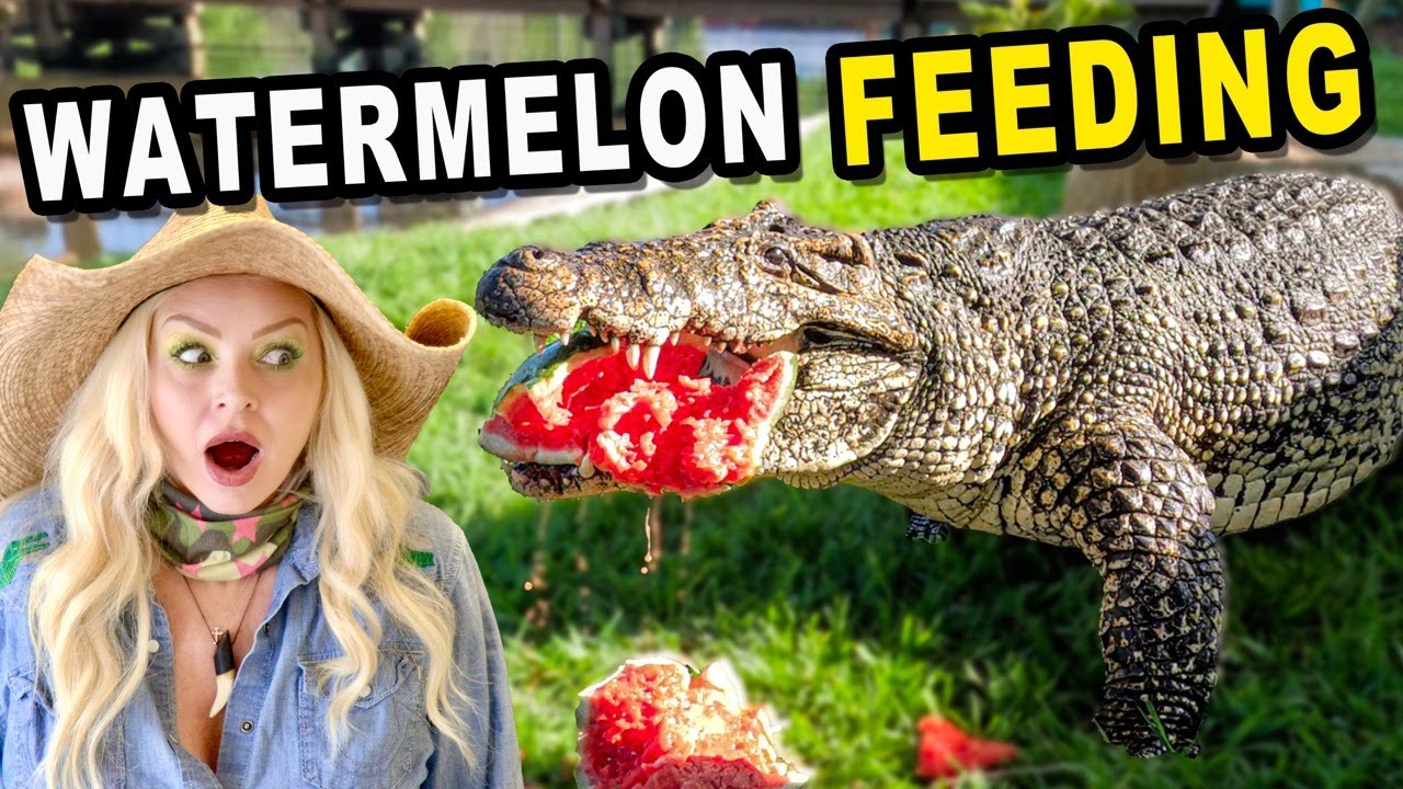 Feeding Giant Alligators & Crocodiles Watermelons!