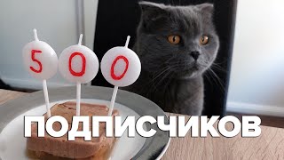 500 подписчиков на канале Злой британец / кот Сильвер