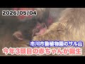 5/4午後 市川市動植物園のサル山に今年3番目の赤ちゃんが誕生(The third baby monkey of the year has been born.)2026.05.04