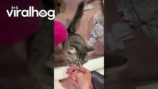 Cat Tries To Rescue Owner From Shower || ViralHog
