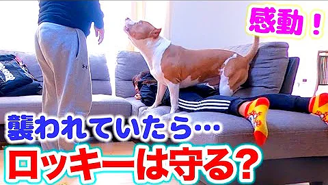 犬は飼い主が倒れた時 助けてくれるのか Mp3