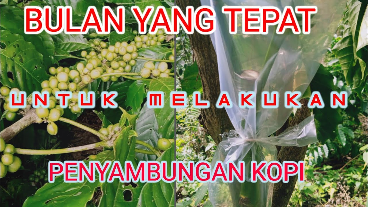 BULAN YANG TEPAT UNTUK MELAKUKAN PENYAMBUNGAN KOPI