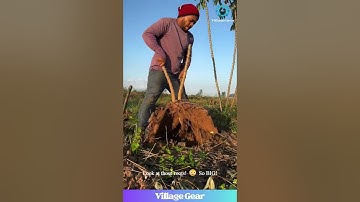 This Cassava Harvest is Like a Full Body WORKOUT 🏋️‍♂️ Rootin