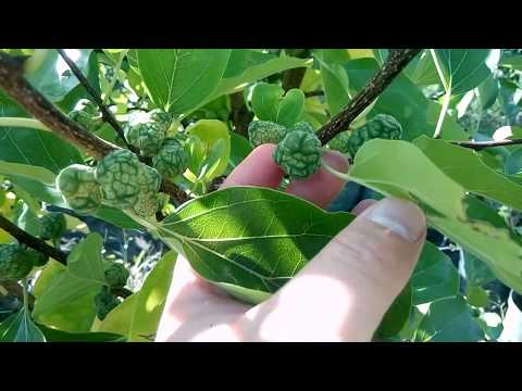 Видео: Кудрания (20 снимки): описание на ягодово дърво, отглеждането му на открито. Как изглеждат горските плодове и разсад?