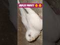 Budgi breeding first breed #birds #shorts #video #pets