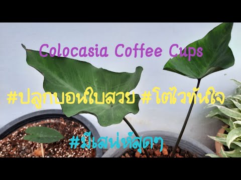 EP.86วิธีปลูกและดูแล Colocasia Coffee Cups#บอนถ้วยกาแฟ#โตเร็วทันใจ