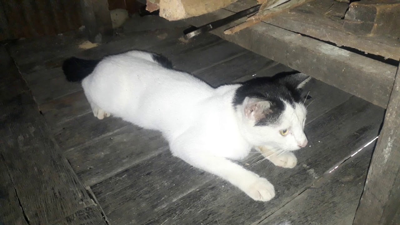 CARA MENGATASI KUCING STRES PERJALANAN JAUH 