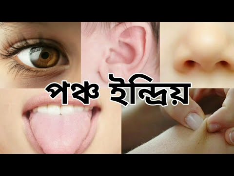 ভিডিও: পঞ্চ ইন্দ্রিয় কোনটি?