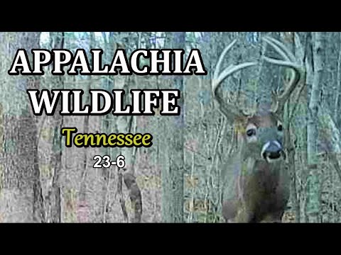 Appalachia Wildlife Video 23-6 from Trail Cameras in the Foothills of the Great Smoky Mountains