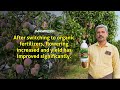 Our Mango Farmer Mr. Thiyagarajan from Salem shares His Results!