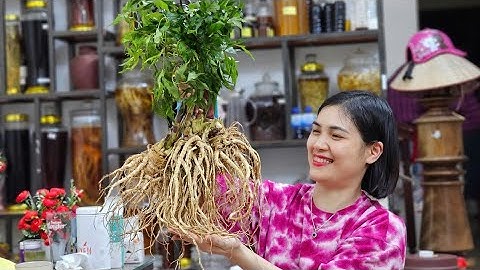 ĐƯƠNG QUY BỔ MÁU,  ĐẸP DA, NHÂN SÂM CỦA PHỤ NỮ, SÂM CAU ĐỎ RỪNG TƯƠI TÂY BẮC. 4/3/2025