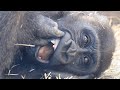 賢い♪飼育員さんの指示した体の部位をちゃんと見せる子ゴリラの練習風景⭐️Gorilla【京都市動物園】Kintaro understand the instructions of the keeper