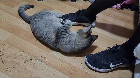 Cat Smells CATNIP for the First Time!