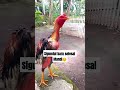 Waktunya istirahat bang.... #peternak #ayam #ayambangkok #dirimutaksepertiyangdulu