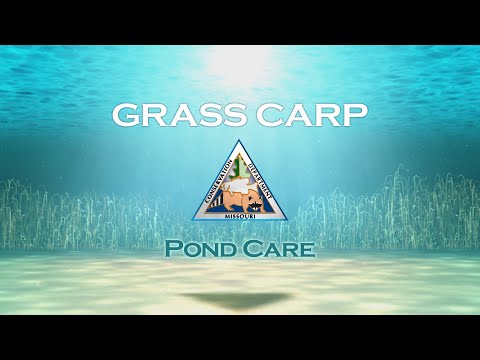 Pond Care 107: Grass Carp