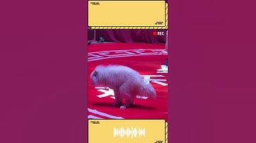 Chú Chó này đang diễn xiếc nhưng cần giải quyết nhu cầu cá nhân trước đã