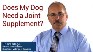 Does My Dog Need a Joint Supplement?