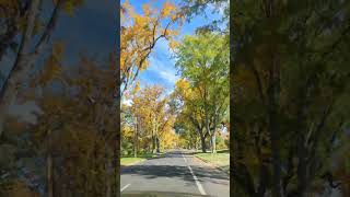 Mis colores favoritos, otoño🍁🍂 #driverslicense #autumn #otoño #denver
