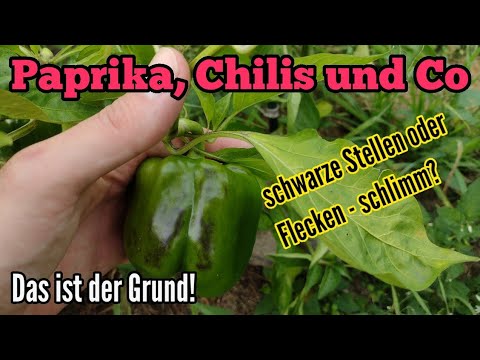 Video: Behandlung einer Paprikapflanze mit Flecken: Was verursacht schwarze Flecken auf Paprika