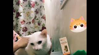 Mas malusog na alagang pusa? Alamin ang paraan || Cat Care 001 screenshot 4