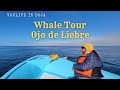 Whale Watching Tour in Ojo De Liebre, Camping and Boat Tour for Grey Whales - Vanlife in Baja