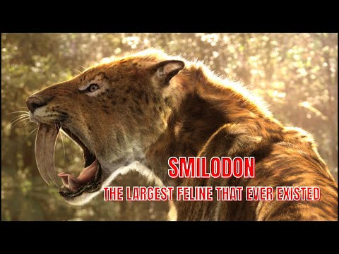 Smilodon - The