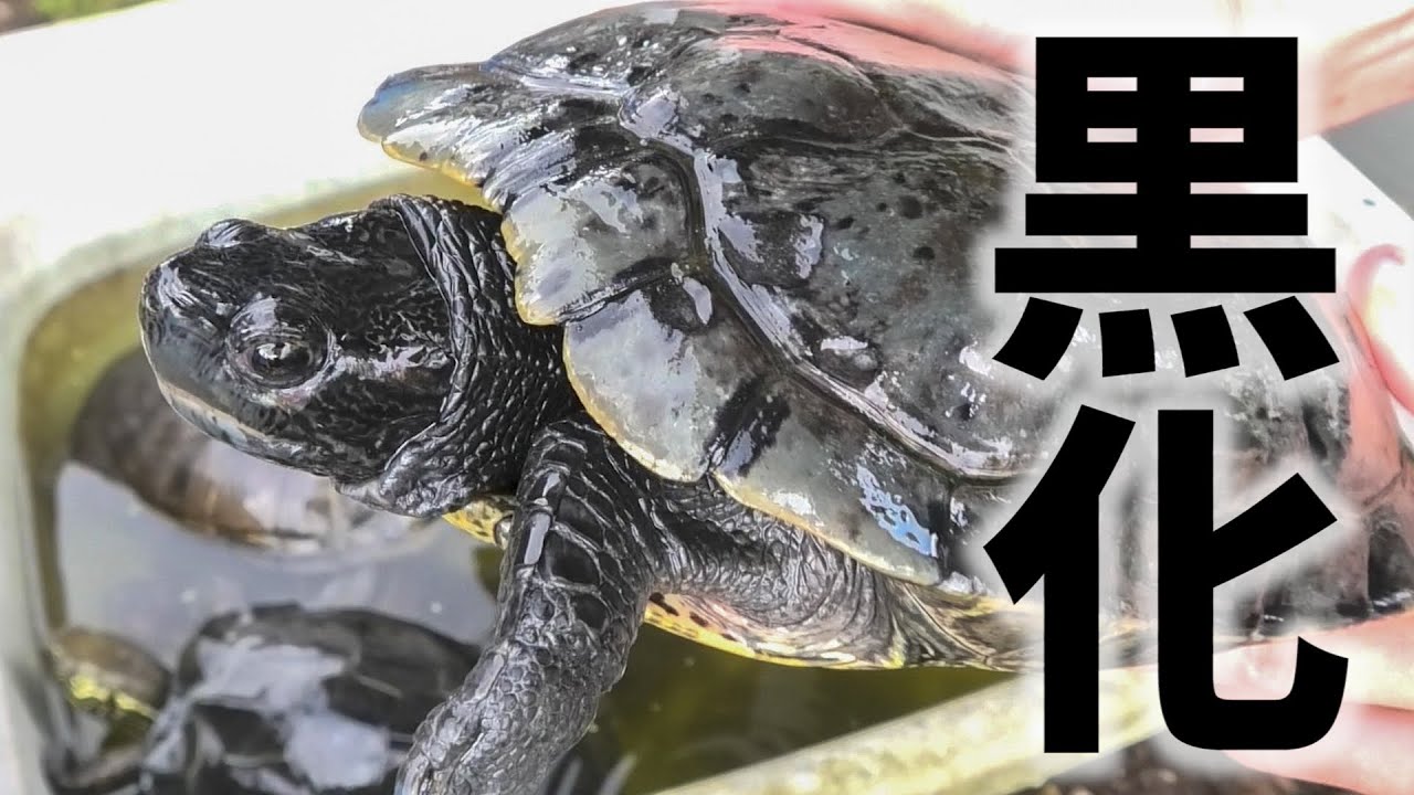 This blackened red-eared slider turtle is so scary! - YouTube