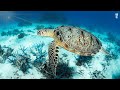 Capture de la vidéo Aquarium 4K Video (Ultra Hd) - Relaxing Music With Beautiful Coral Reef Fish - Relaxing Oceanscapes