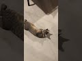 I have heard of donkey rolling. Please watch cat rolling, who knows what the cat is trying to mean?