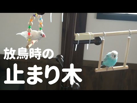 【セキセイインコと白文鳥】放鳥のときに止まる場所
