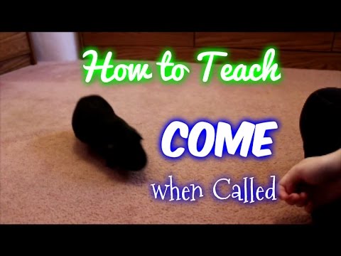 How to Teach a Guinea Pig to Come when Called