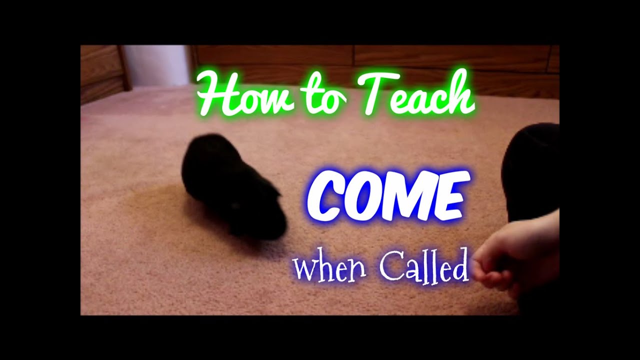 How to Teach a Guinea Pig to Come when Called YouTube