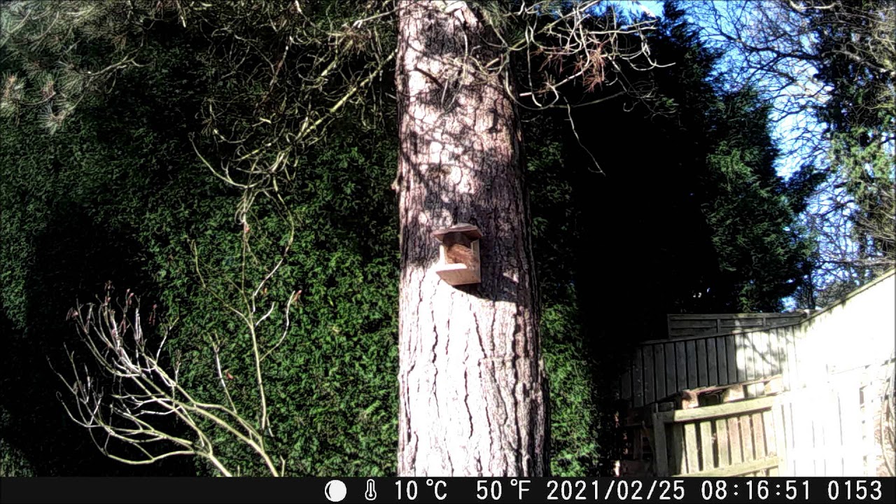 Critically Endangered European Red Squirrels