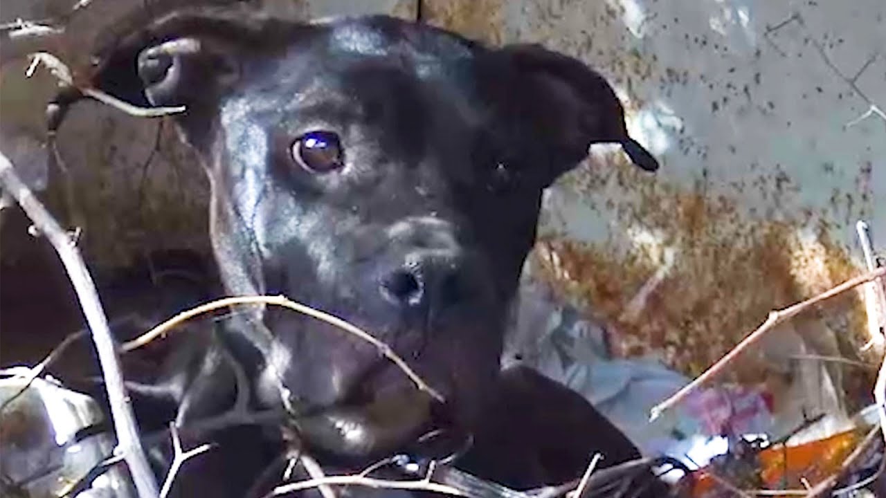 pittie-who-refused-to-be-rescued-is-so-happy-now-the-dodo-youtube