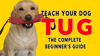 Teach Your Dog The Game of Tug - Complete Beginner's Guide