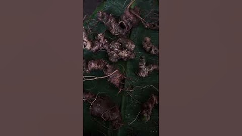 #sâm_ngọc_linh_rừng 13 củ / 1,01kg sâm rừng cực ngon 18tr  #sâm_ngọc_linh_rừng #sâm_ngọc_linh_rừng