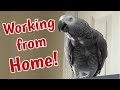 Einstein is working from home (with Jeff!)