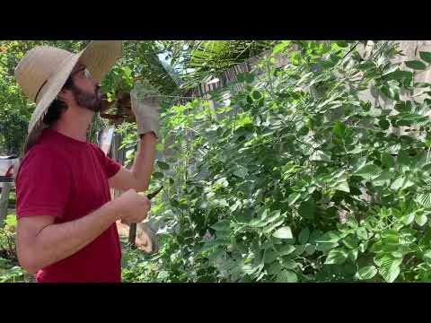 Vídeo: Poda De Framboesas Na Primavera: Quando E Como Fazer Da Maneira Certa