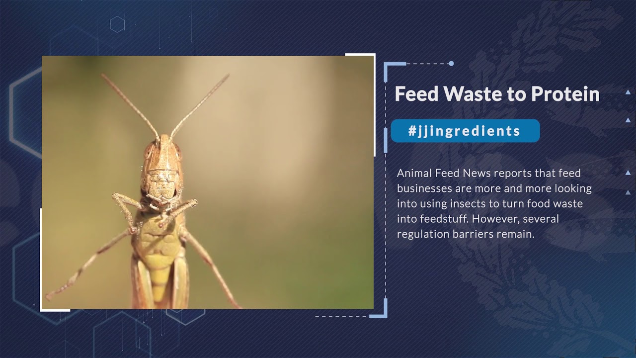 Animal Feed & Health Trends February 2020 YouTube