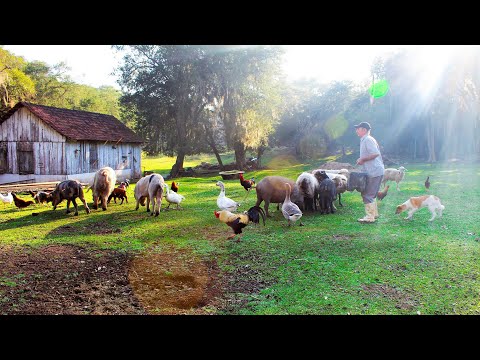 Vídeo: Eu trabalho com animais: a vida como um fazendeiro de ovelhas