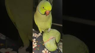 talking Ringnecks parrot #mithukibatain #viral #talkingparot