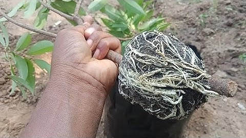 How to Air layering lychee tree Easy method to grow lychee tree from cutting at home