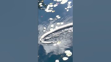 Tourists stunned as alligator snares huge python in Florida - ABC News