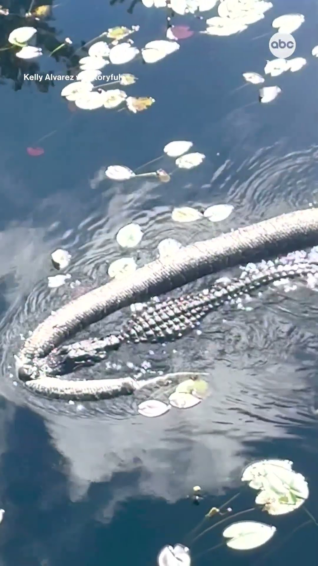 Tourists stunned as alligator snares huge python in Florida - ABC News