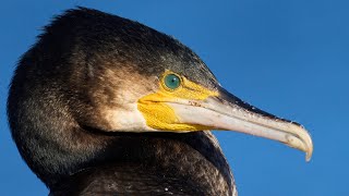 Most HATED bird in the world? - The Great Cormorant
