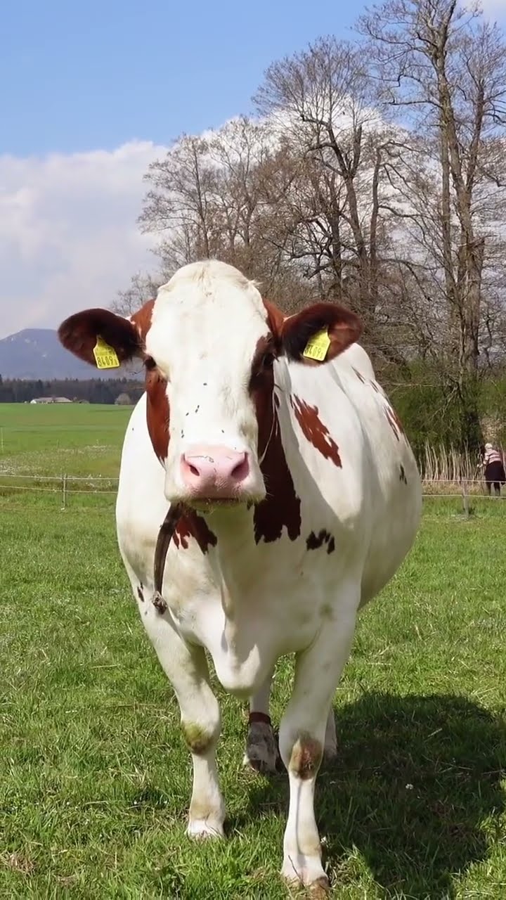 COW SOUND 'MOO' IN HIGH QUALITY