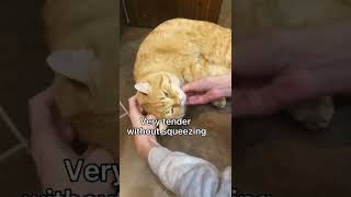 How easy and simple to give a deworming pill to a cat #cats #shorts