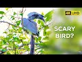 Indian Grey Hornbill - 4K Video